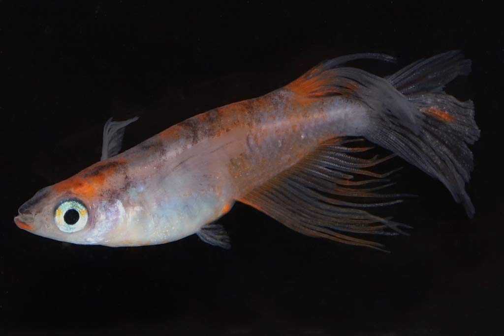 （超希少メダカ販売）王妃稚魚10匹5000円松井ヒレ長雅紅白若魚ペア1000円松井ヒレ長三毛猫稚魚10匹2000円 Amazon | 【めだか専門店猫飯】 松井ヒレ長三毛猫めだかの稚魚10匹